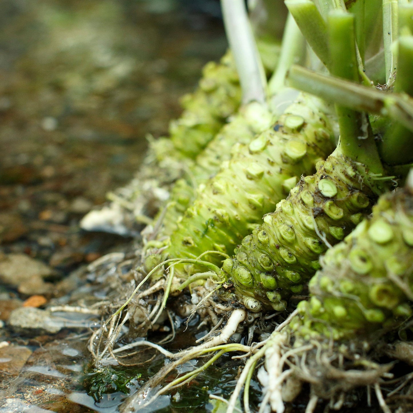 Wasabi Salt